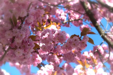 Blossom bloom spring photo