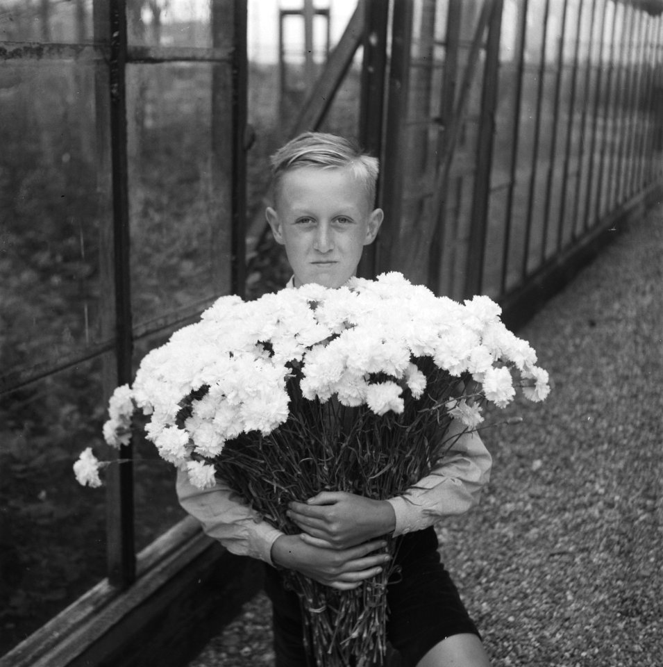 Afgesneden_anjers_voor_anjerdag,_Bestanddeelnr_901-8307
