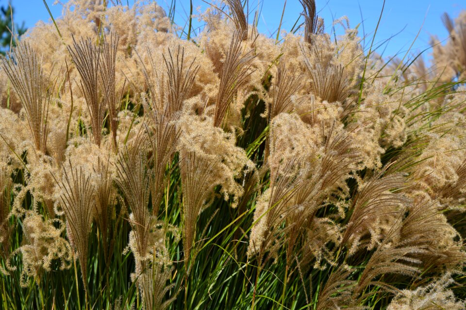 Tall grass tall green