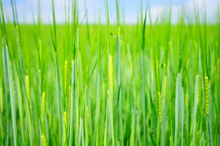 Sowing shoots young photo