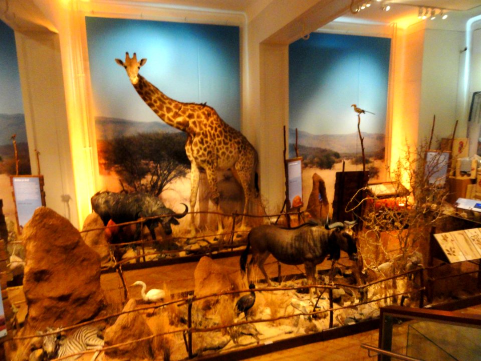 African_exhibit_-_Finnish_Museum_of_Natural_History_-_DSC04487