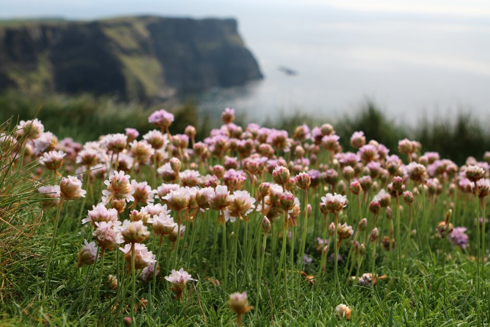 Ireland nature grass