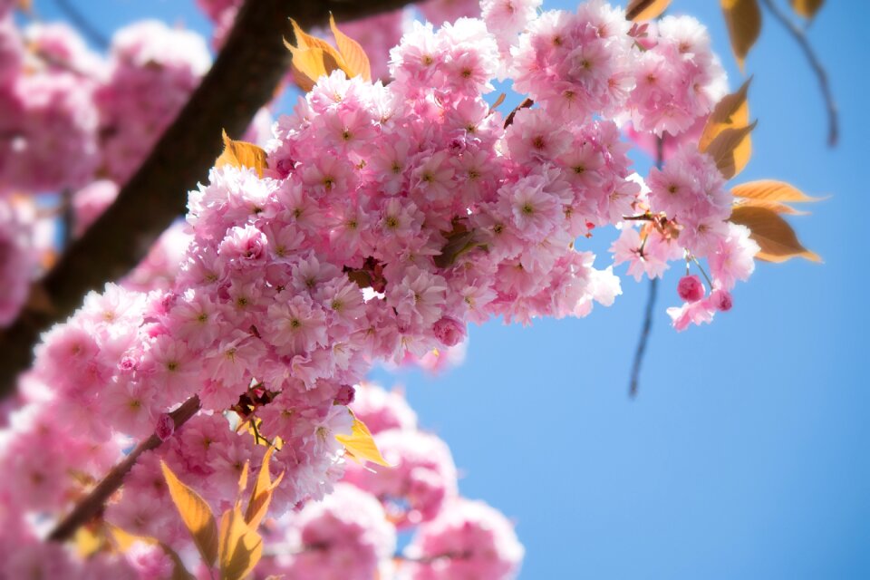Blossom bloom spring