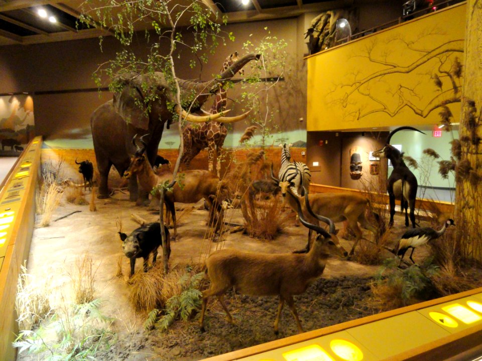 African_display_-_Springfield_Science_Museum_-_Springfield,_MA_-_DSC03344