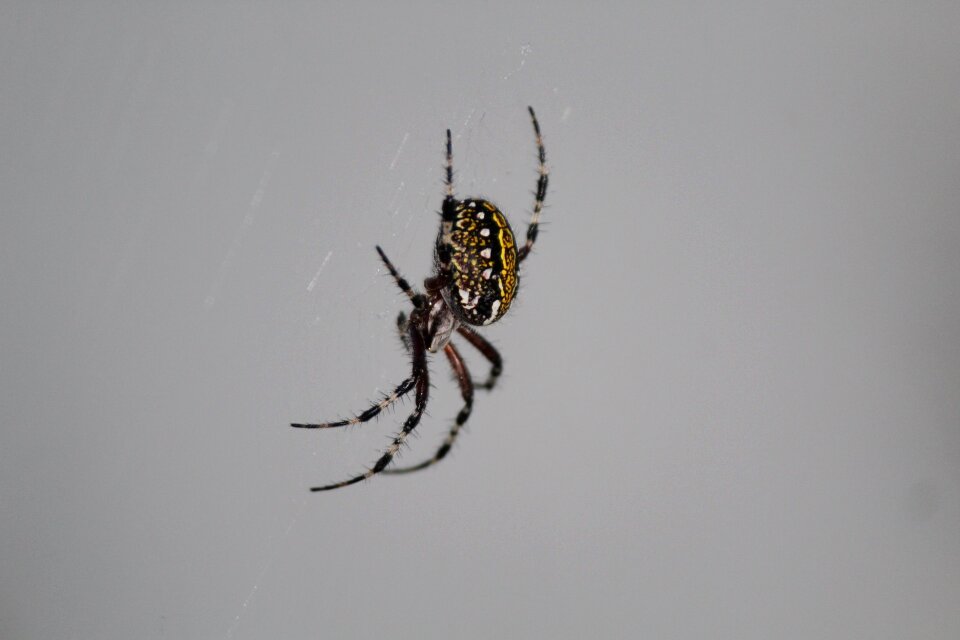 Insects nature web