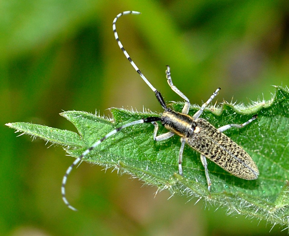 Agapanthia-villosoviridescens-02-fws