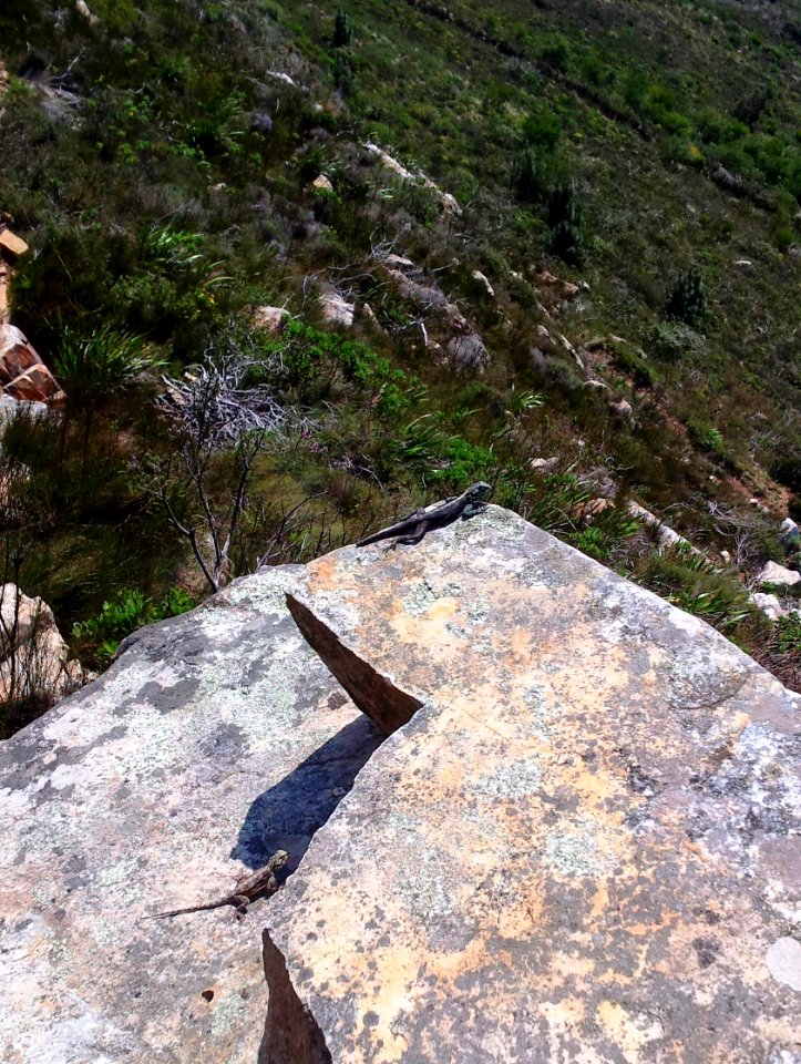 Agama_atra_-_two_individuals_on_Devils_peak_-_Cape_Town