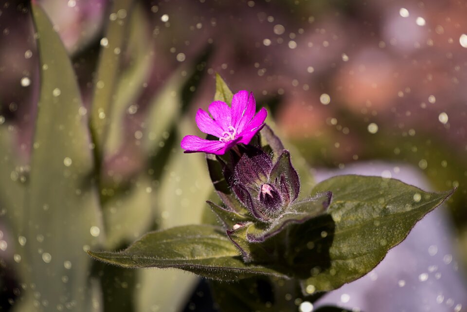 Bloom pink pink flower