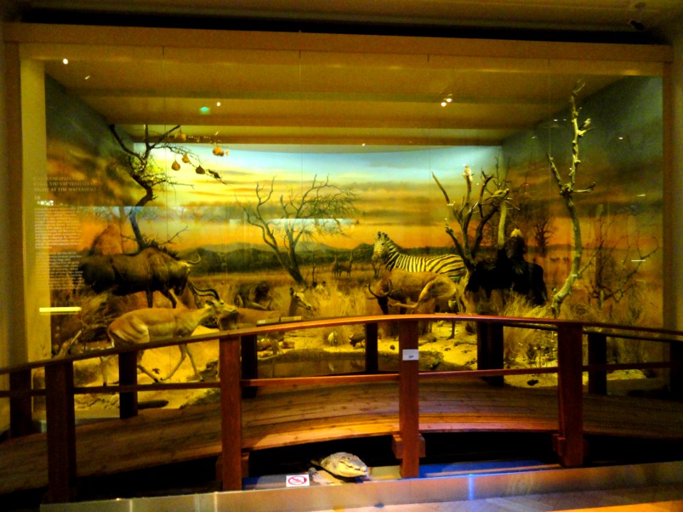 African_diorama_-_Finnish_Museum_of_Natural_History_-_DSC04654