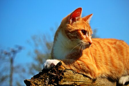 Red mackerel tabby red cat tiger cat photo