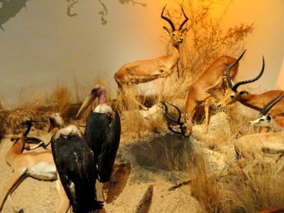 African_exhibit_-_Finnish_Museum_of_Natural_History_-_DSC04493