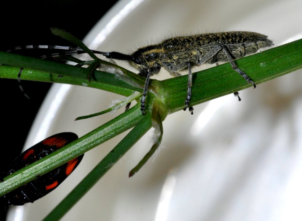 Agapanthia-villosoviridescens-04-fws