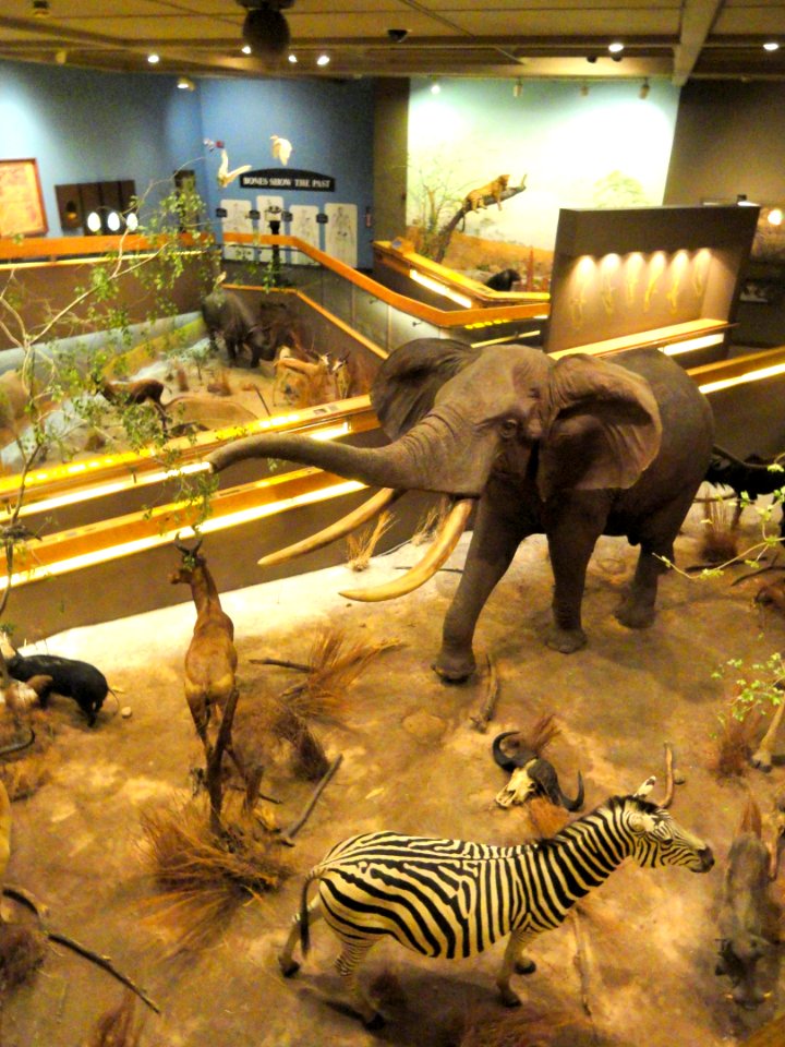 African_display_-_Springfield_Science_Museum_-_Springfield,_MA_-_DSC03379