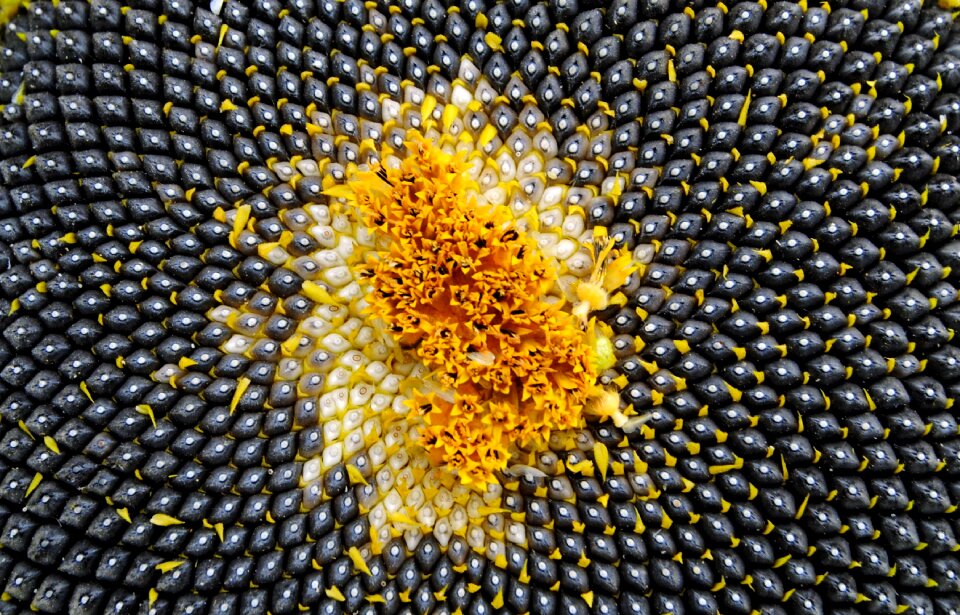 Seeds sunflower seeds close up