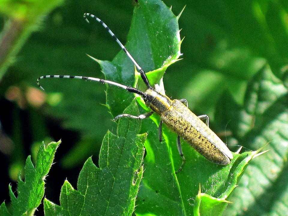 Agapanthia_villosoviridescens_(Golden_bloomed_grey_longhorn_beetle),_Arnhem,_the_Netherlands photo