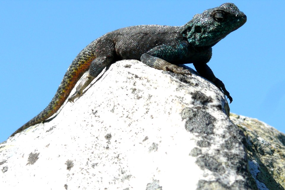 Agama_atra_atra_CapeTown_SA_1
