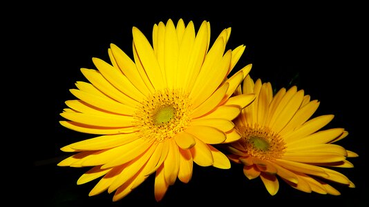 Close up yellow flower decoration photo