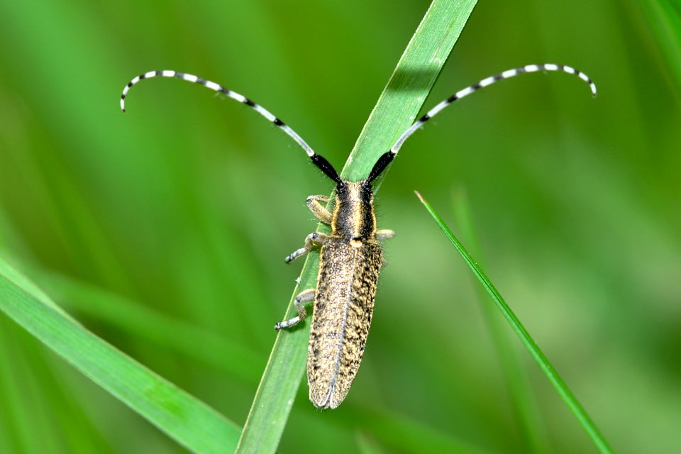 Agapanthia-villosoviridescens-03-fws