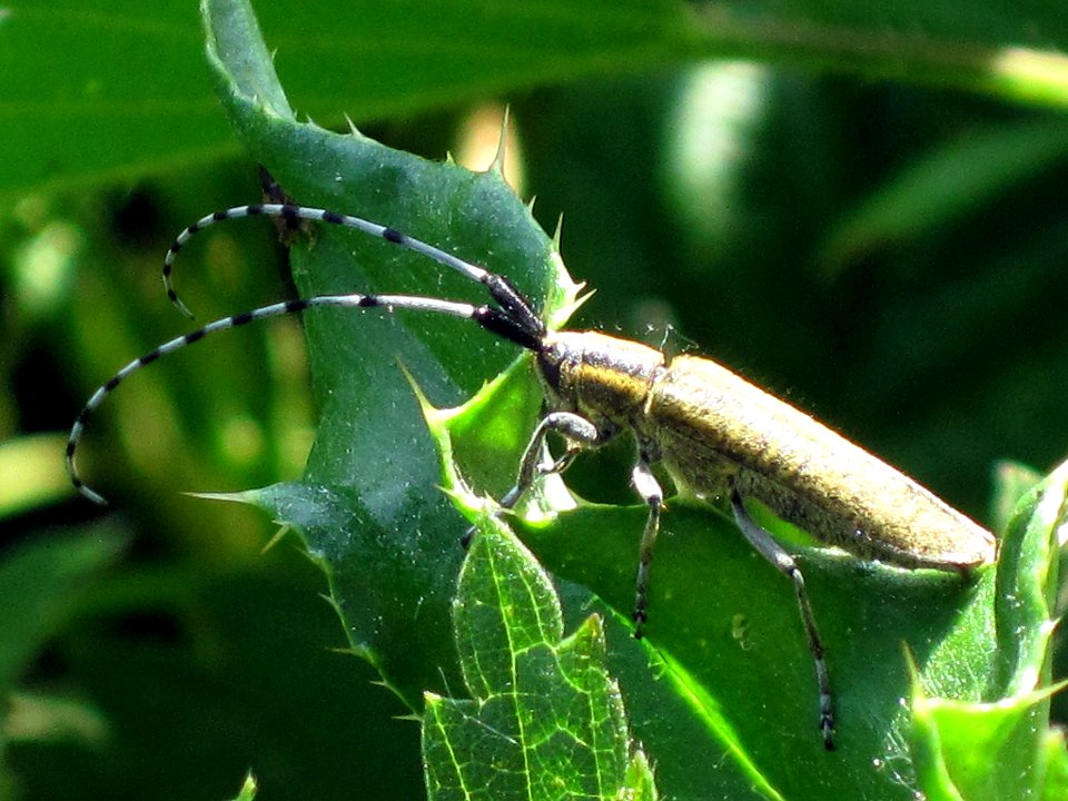 Agapanthia_villosoviridescens_(Golden-bloomed_grey_longhorn_beetle),_Arnhem,_the_Netherlands