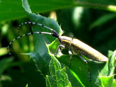 Agapanthia_villosoviridescens_(Golden-bloomed_grey_longhorn_beetle),_Arnhem,_the_Netherlands photo