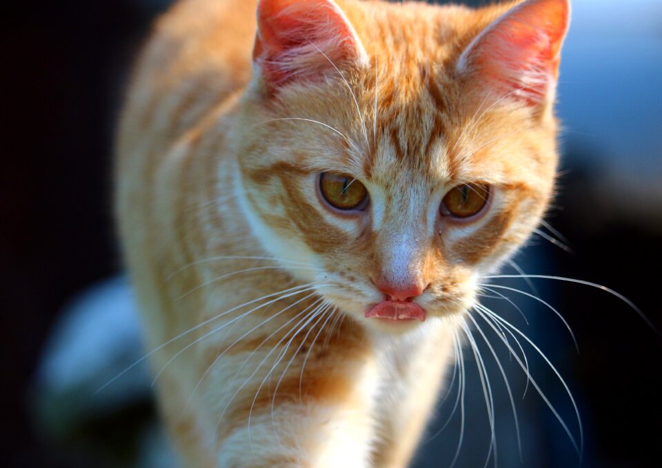 Red mackerel tabby red cat tiger cat
