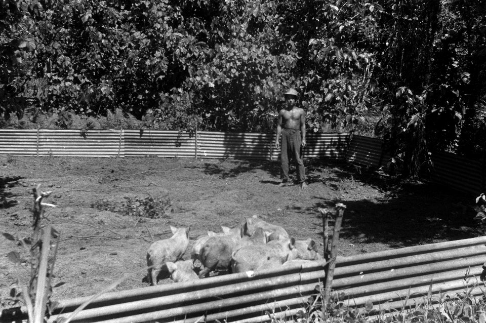 Afrastering_met_varkens,_Bestanddeelnr_1954