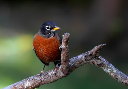 American robin bird avian photo