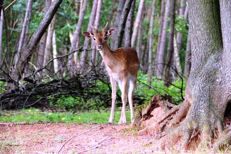 Wild fallow deer animal