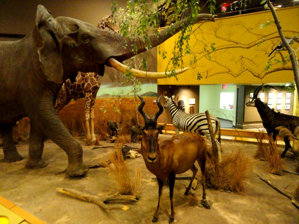 African_display_-_Springfield_Science_Museum_-_Springfield,_MA_-_DSC03354
