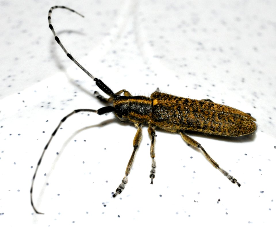 Agapanthia-villosoviridescens-05-fws