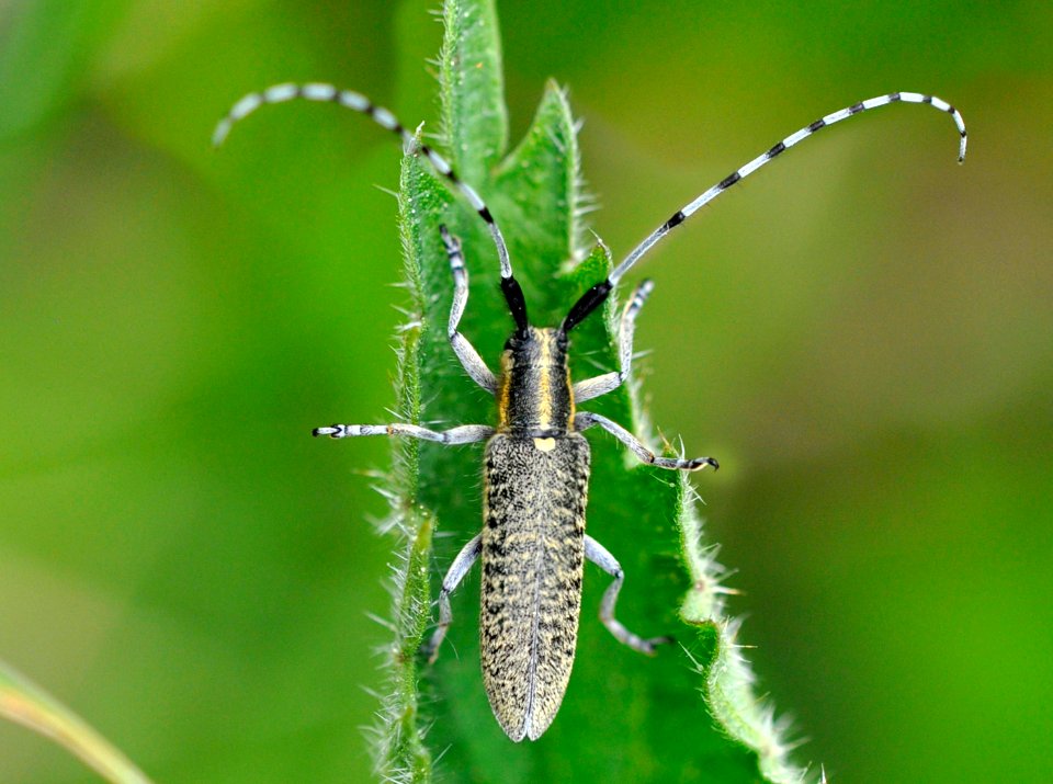 Agapanthia-villosoviridescens-01-fws