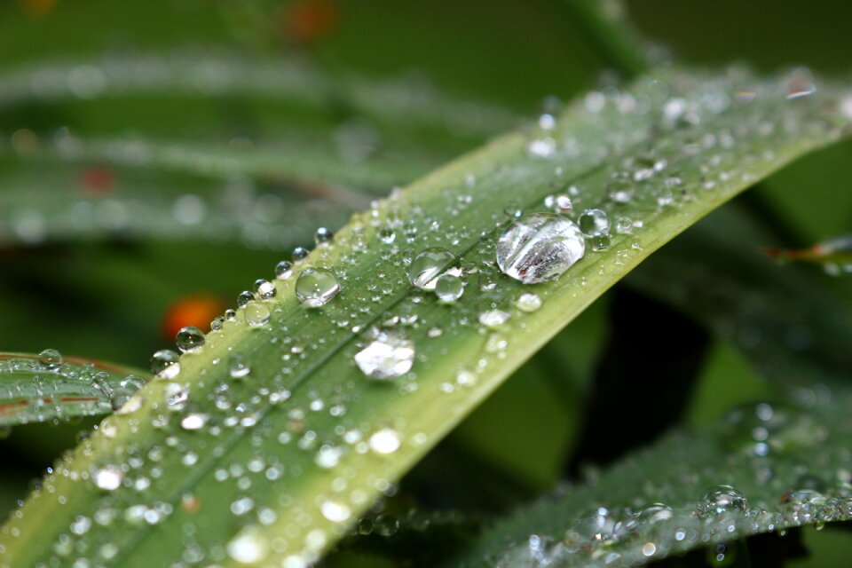 Dew drop green leaves raindrops