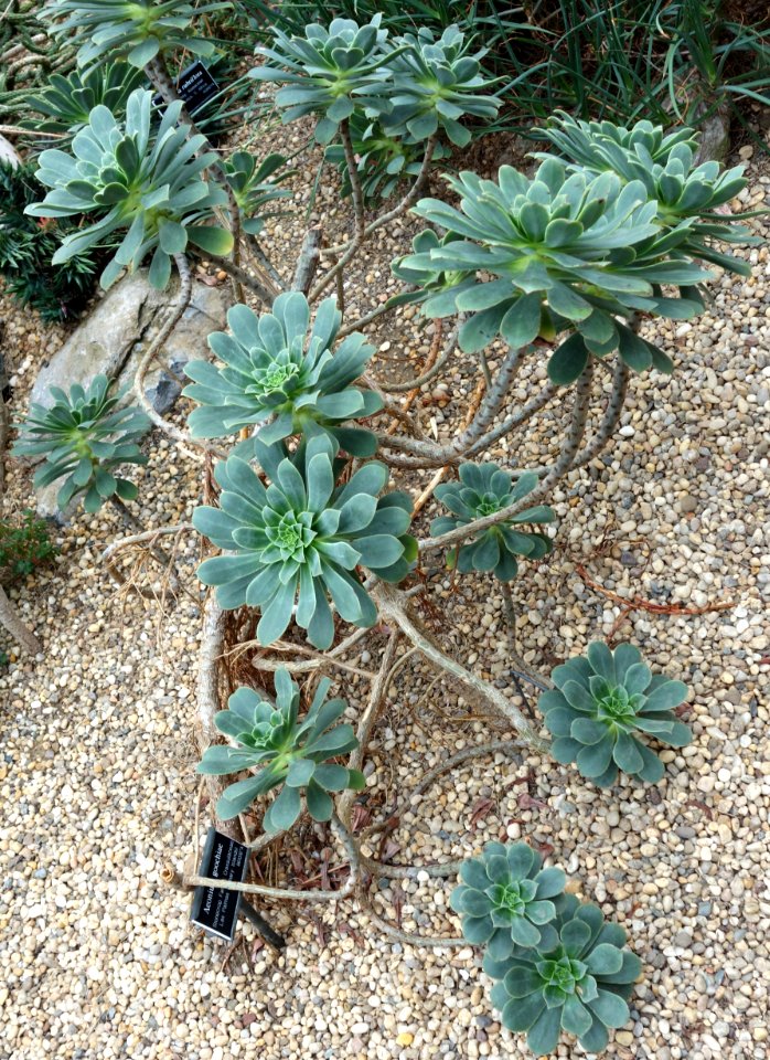 Aeonium_goochiae_-_Brooklyn_Botanic_Garden_-_Brooklyn,_NY_-_DSC08107