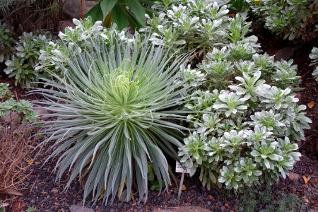 Aeonium_valverdense_(at_right)_-_Botanischer_Garten,_Dresden,_Germany_-_DSC08421