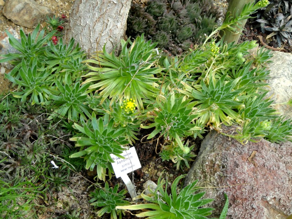 Aeonium_simsii_-_Botanischer_Garten_Freiburg_-_DSC06326