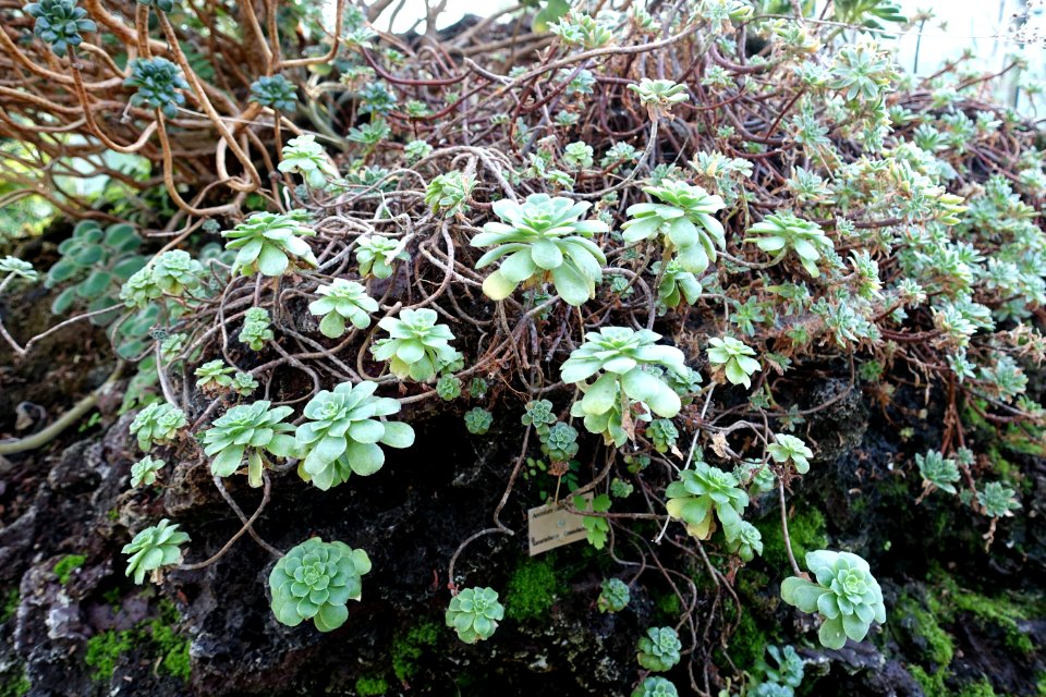 Aeonium_castello-paivae_-_Bergianska_trädgården_-_Stockholm,_Sweden_-_DSC00399