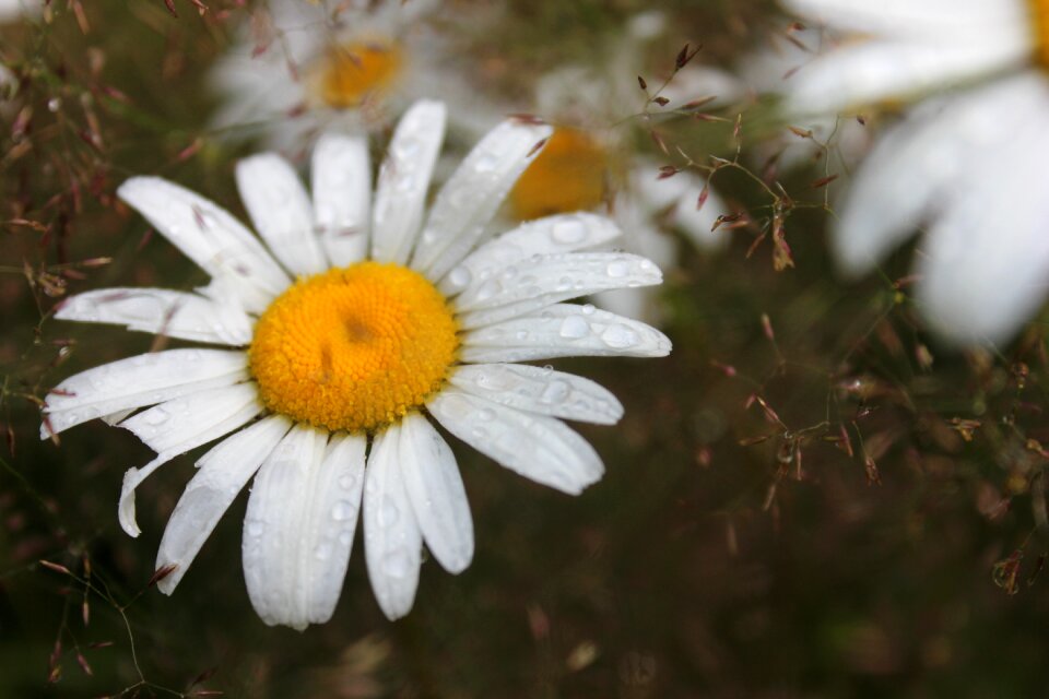 Flower summer daisy