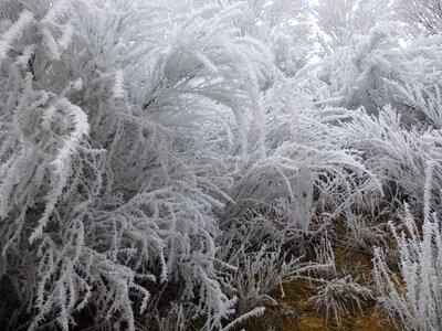 Tree winters gel photo