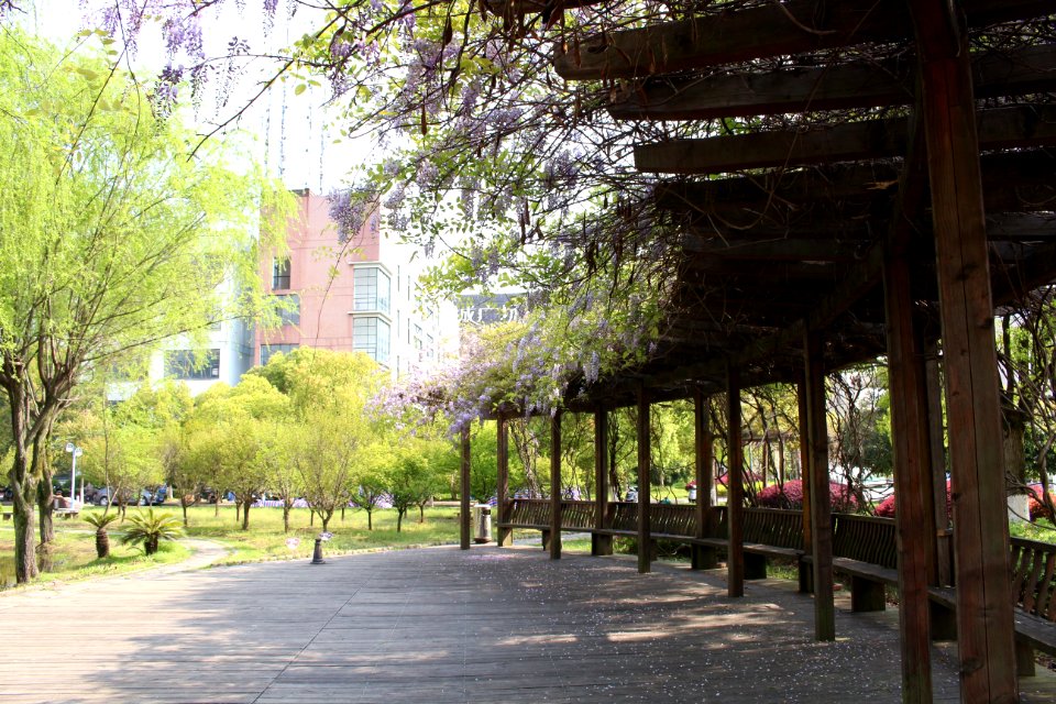 Afforestation,_Lishui_University