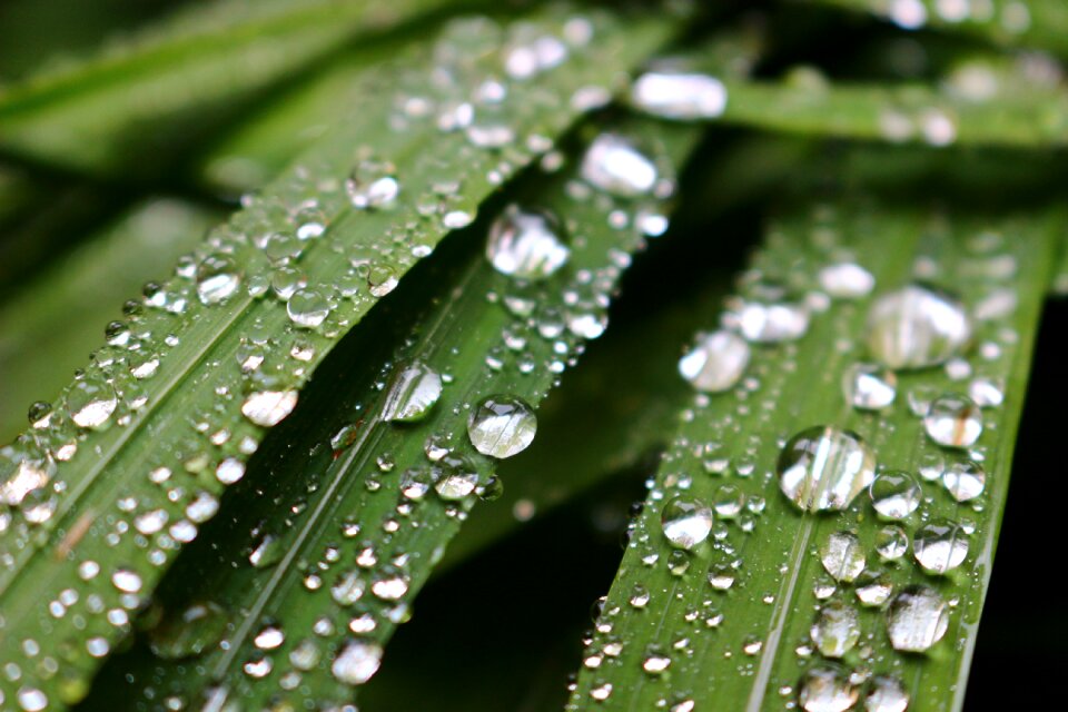 Leaves drops of water green