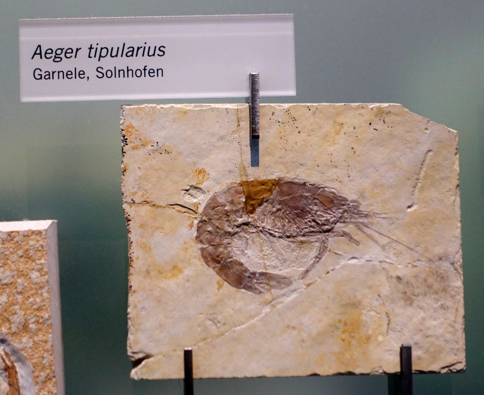 Aeger_tipularius_-_Museum_fur_Naturkunde,_Berlin_-_DSC00036