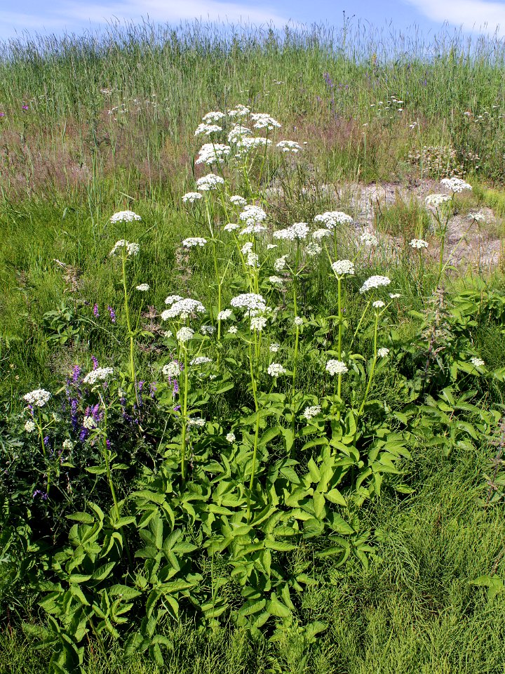 Aegopodium_podagraria_Oulu,_Finland_26.06.2013