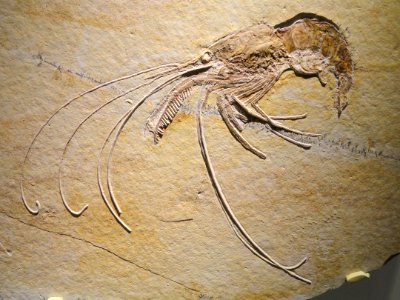 Aeger_tipularius,_shrimp,_Late_Late_Jurassic,_Tithonian_Age,_Solnhofen_Lithographic_Limestone,_Solnhofen,_Bavaria,_Germany_-_Houston_Museum_of_Natural_Science_-_DSC01807
