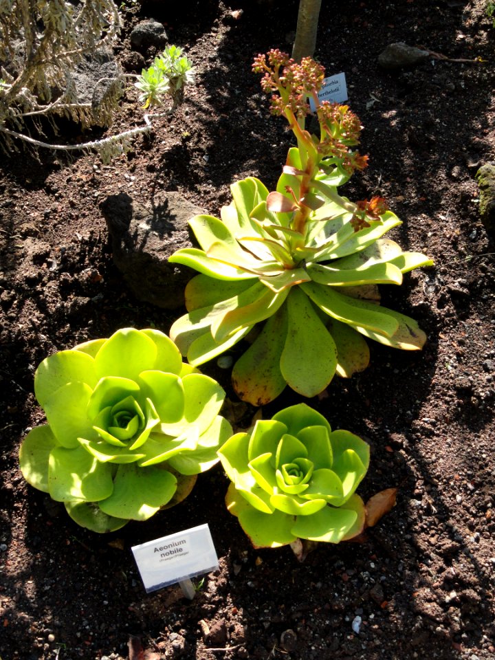 Aeonium_nobile_-_Botanischer_Garten,_Frankfurt_am_Main_-_DSC02375