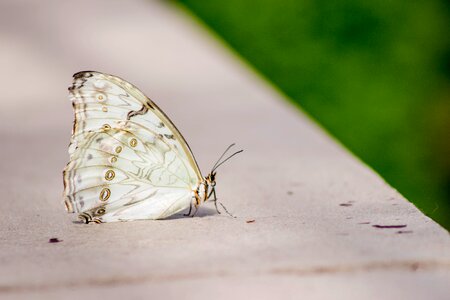 Green flower insect