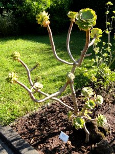 Aeonium_arboreum_-_Botanischer_Garten,_Frankfurt_am_Main_-_DSC02385