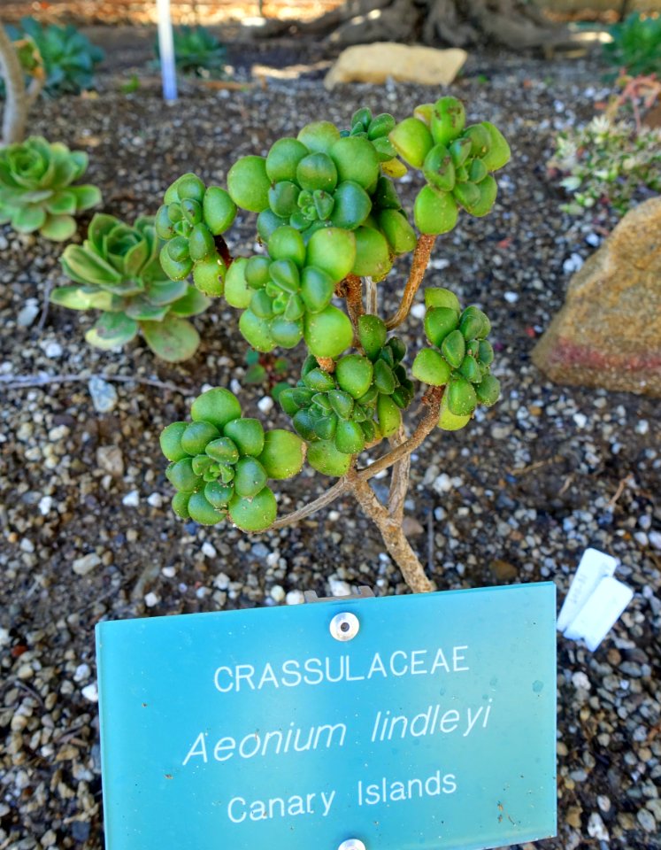 Aeonium_lindleyi_-_Mildred_E._Mathias_Botanical_Garden_-_University_of_California,_Los_Angeles_-_DSC02947