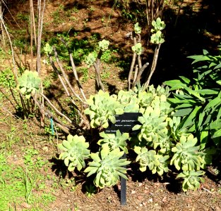 Aeonium_percarneum_-_Jardín_Botánico_de_Barcelona_-_Barcelona,_Spain_-_DSC09131