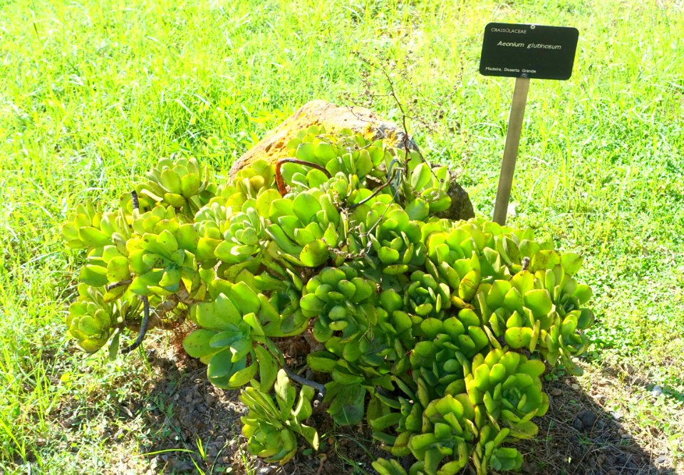 Aeonium_glutinosum_-_Jardín_Botánico_de_Barcelona_-_Barcelona,_Spain_-_DSC09092