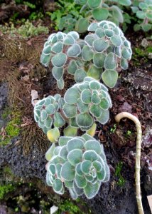 Aeonium_tabuliforme_-_Bergianska_trädgården_-_Stockholm,_Sweden_-_DSC00395